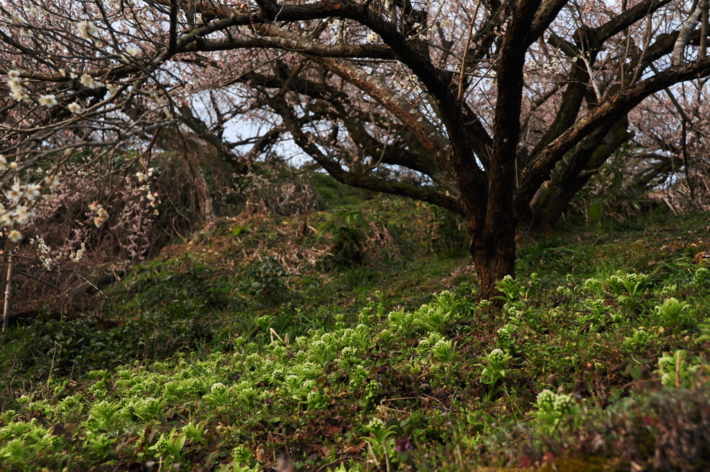 奈良県五條市 西吉野町