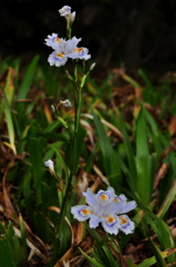 胡蝶花
