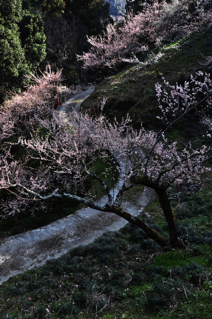 奈良県五條市 西吉野町