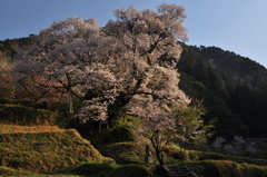 千年の思い