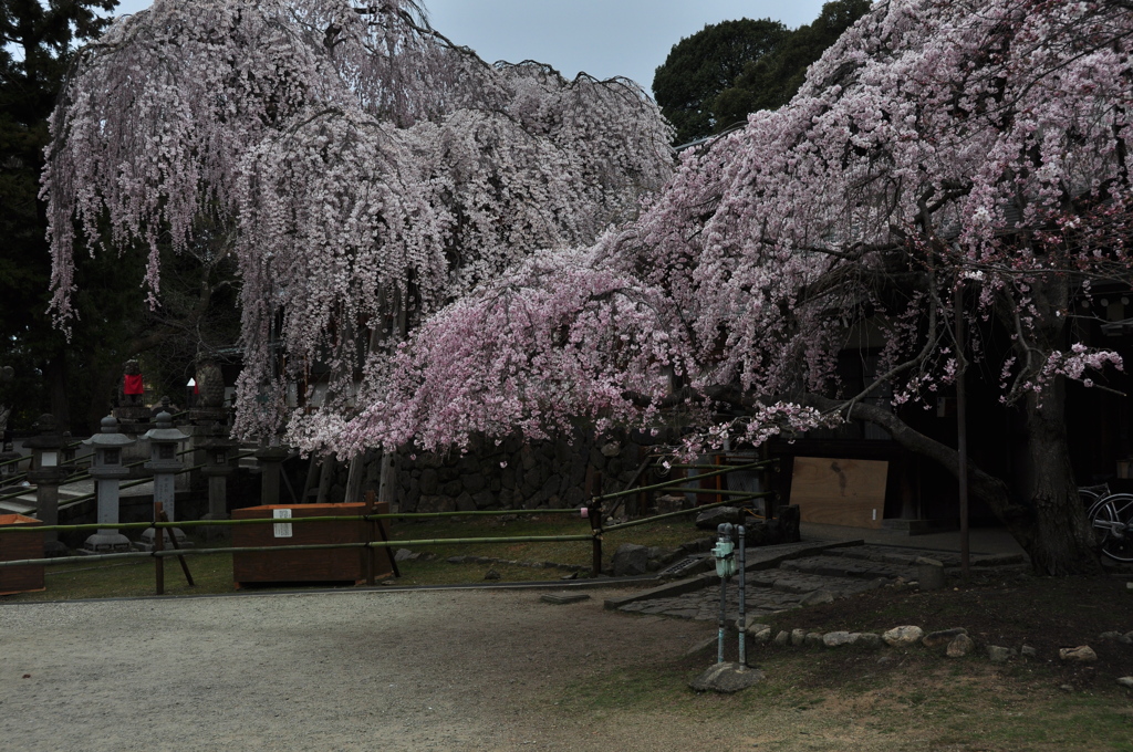 奈良県奈良市 氷室神社
