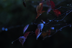 色づき
