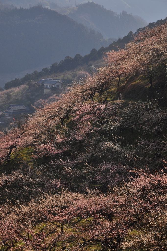 奈良県五條市 西吉野町