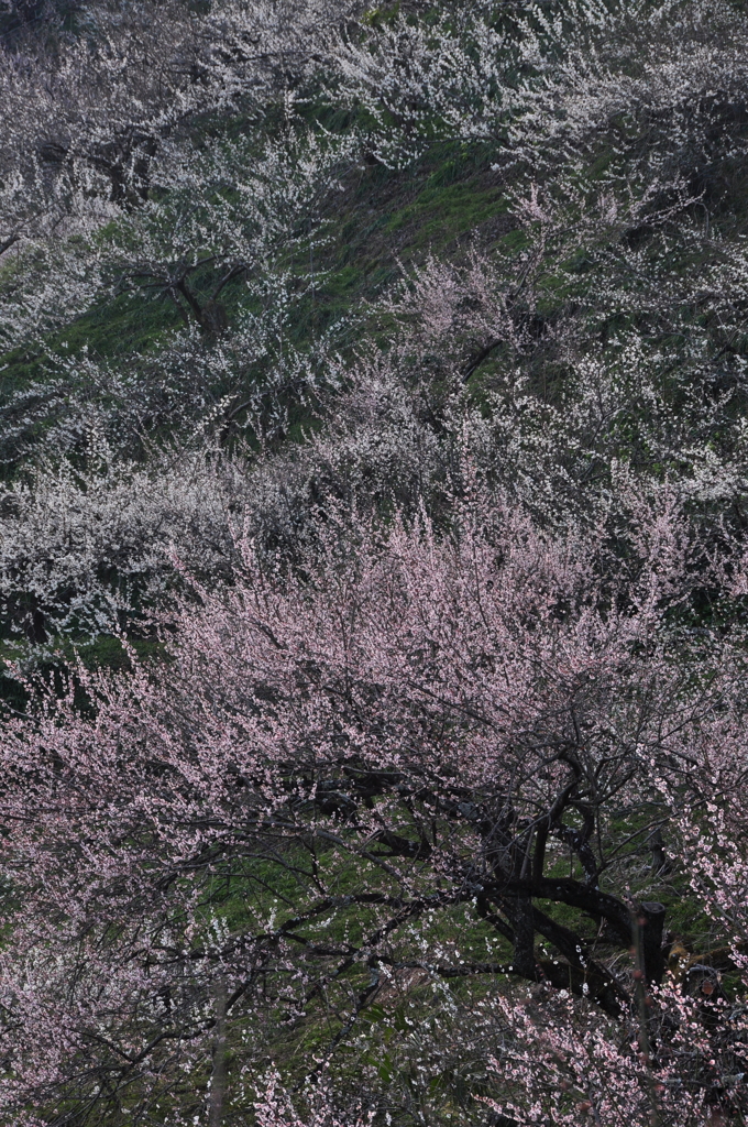 奈良県五條市 西吉野町