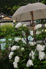 見守られて