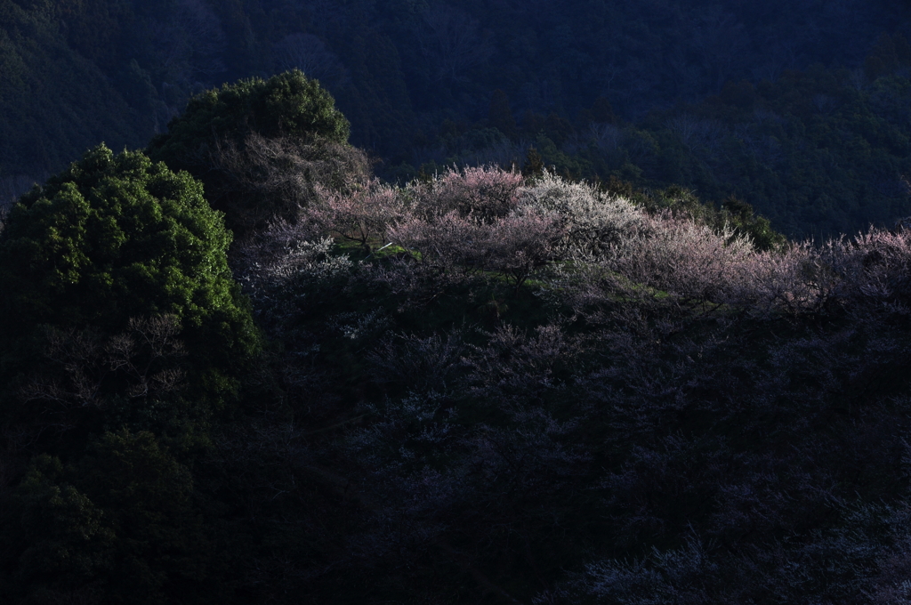 希望の丘