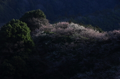 希望の丘