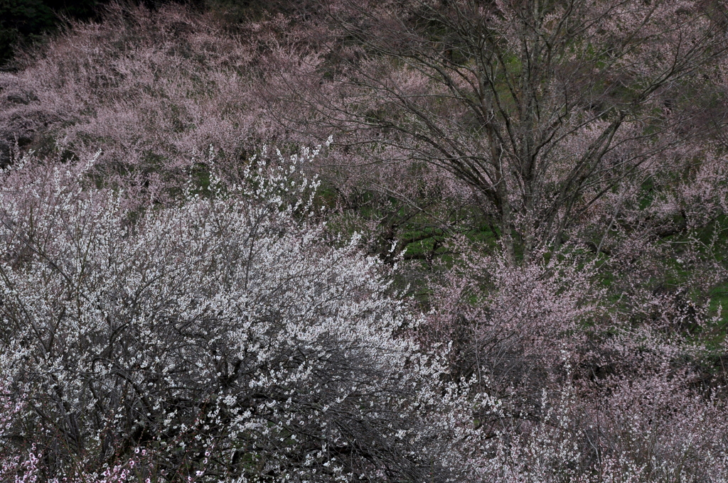 奈良県五條市 西吉野町