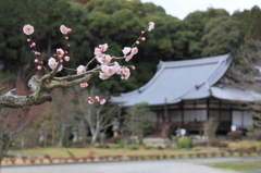 観音寺