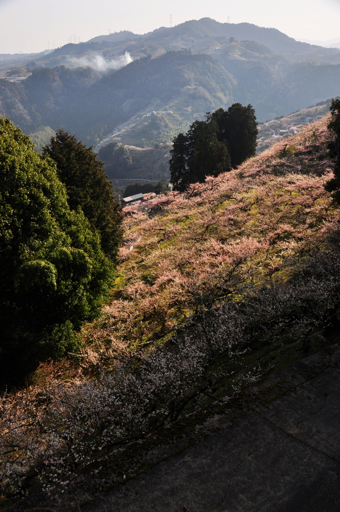 奈良県五條市 西吉野町
