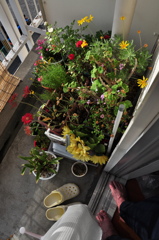My GARDEN