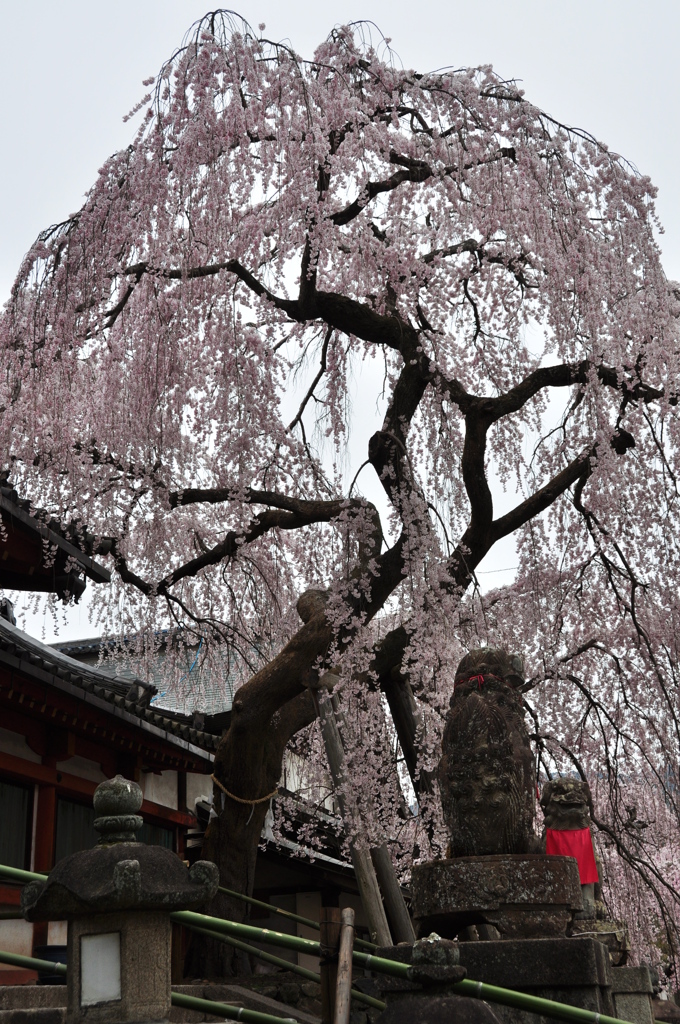 奈良県奈良市 氷室神社