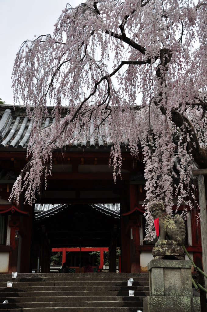 奈良県奈良市 氷室神社