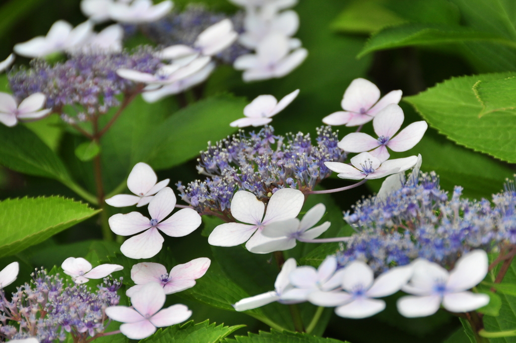 紫陽花