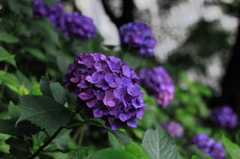 紫陽花