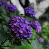 紫陽花