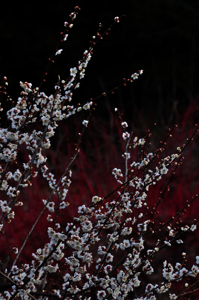 奈良県五條市 西吉野町