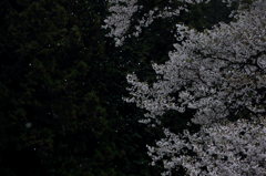散美