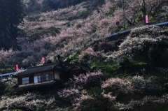 梅香る頃に