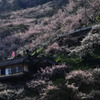 梅香る頃に