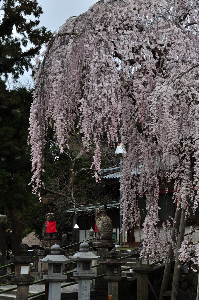 奈良県奈良市 氷室神社