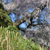 2022 又兵衛桜