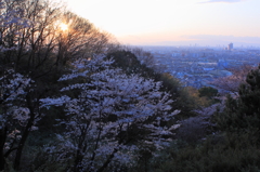 暮れの花