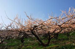 奈良県五條市 西吉野町