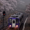 春雨を行く