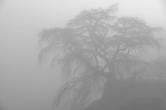 霧情