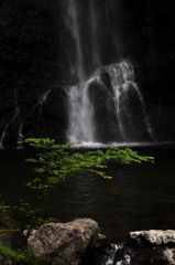若木の涼み