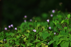 小さな森