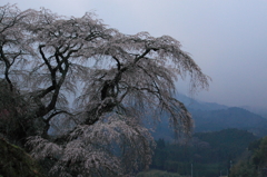 瀧桜