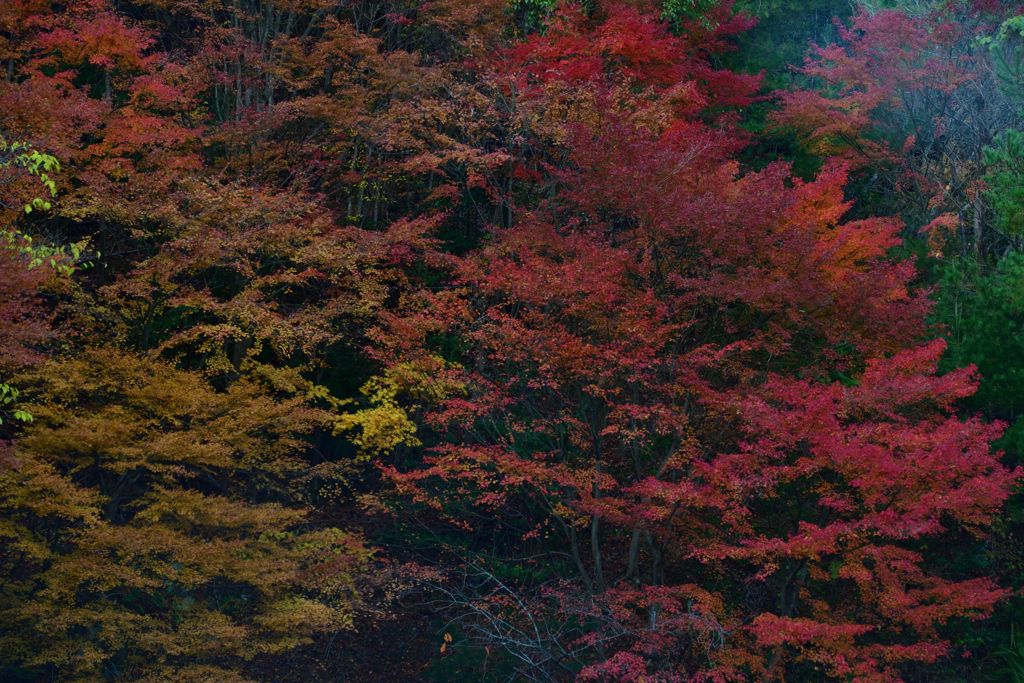 _20231126　勝尾寺
