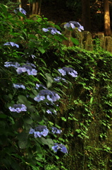紫陽花