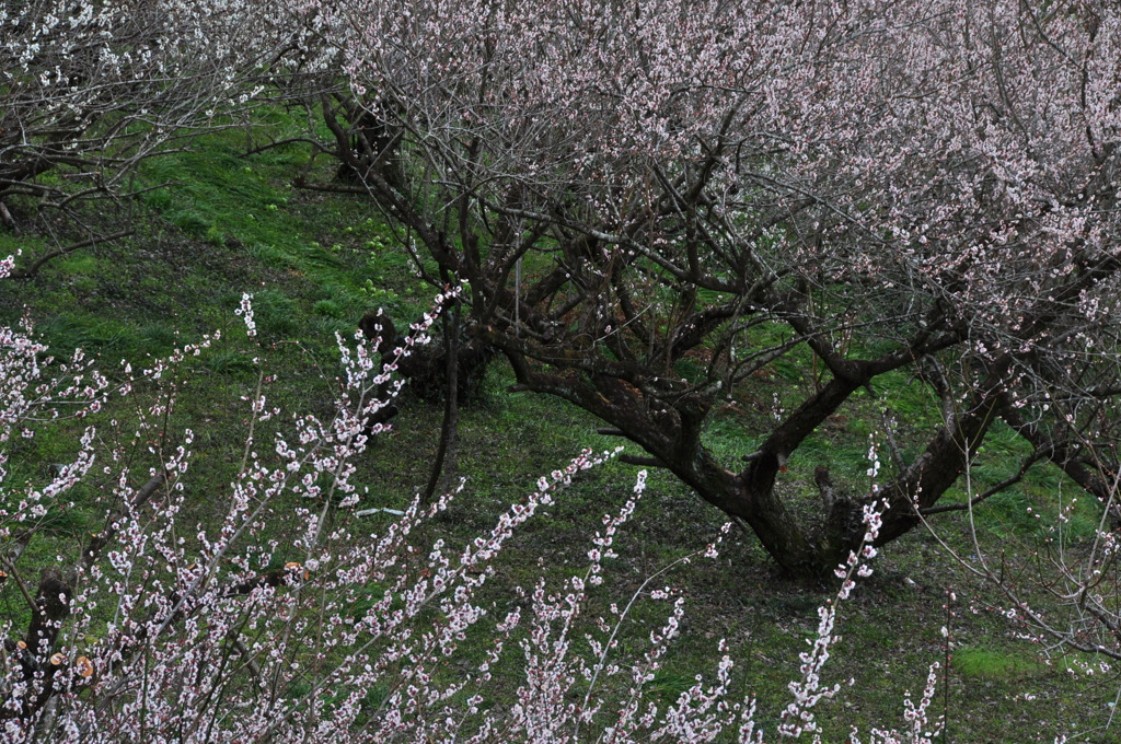 奈良県五條市 西吉野町
