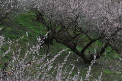 奈良県五條市 西吉野町