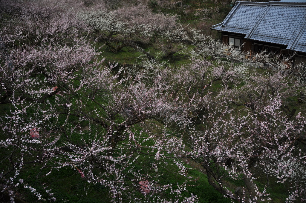 奈良県五條市 西吉野町