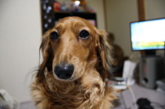 うちの愛犬