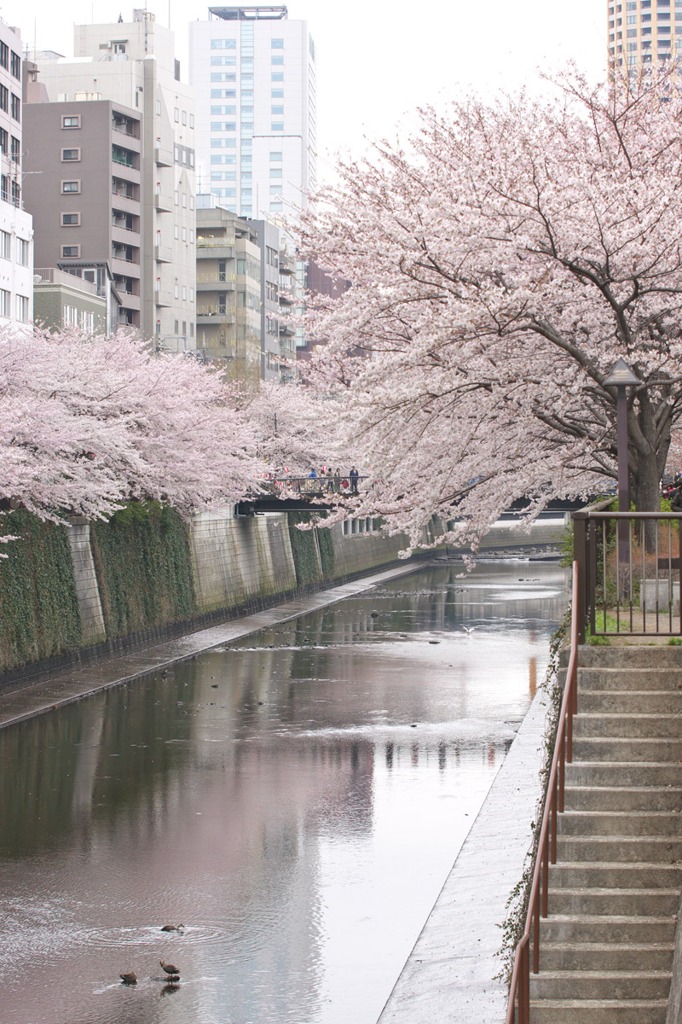 桜のある風景