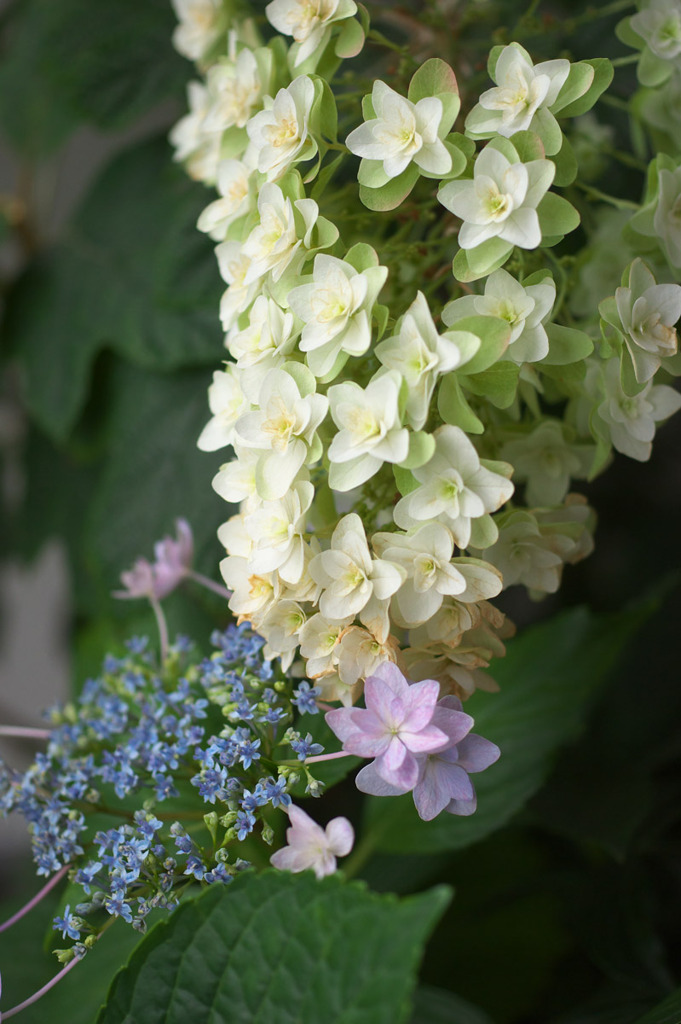 白い紫陽花(7)