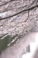 上下桜