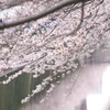 上下桜