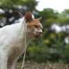 葛西臨海公園に住む猫