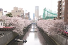 目黒川のお花見