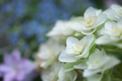 白い紫陽花(4)