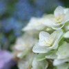 白い紫陽花(4)