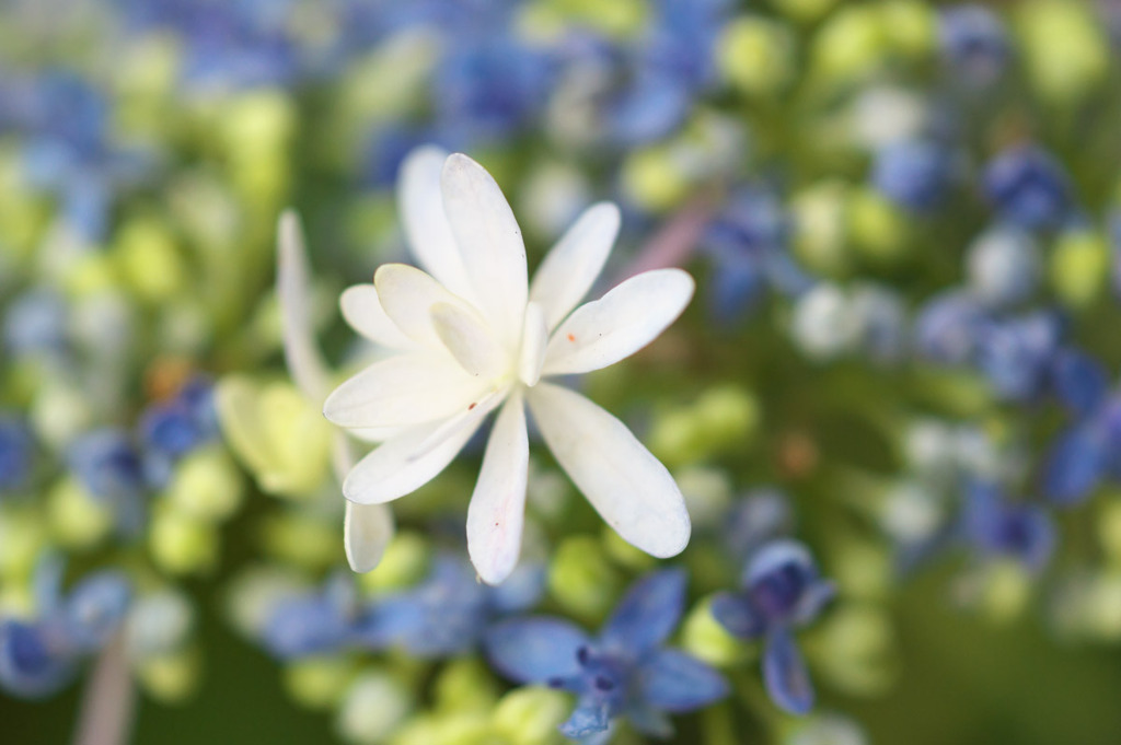 額紫陽花(2)