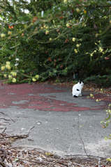 猫さん