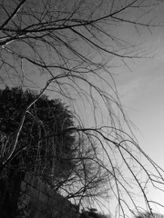 冬空と枯木